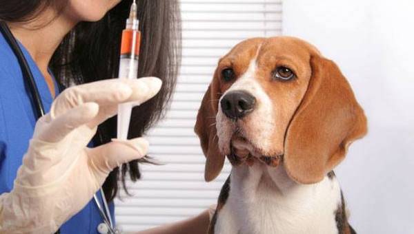 beagle en el veterinario