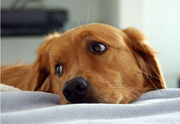 perro triste