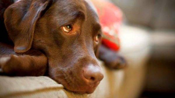 Endometritis en perros