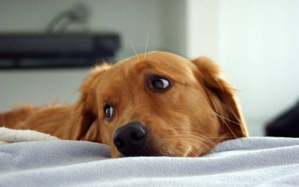 Síntomas de endometritis en perros