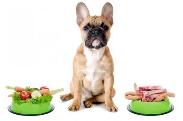 Nutrición canina para enterocolitis