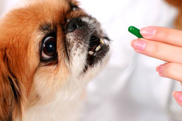 Tratamiento de enterocolitis en perros