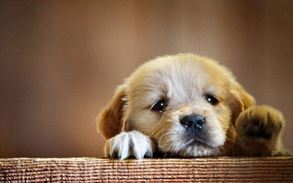 Cachorro Enterosgel con diarrea