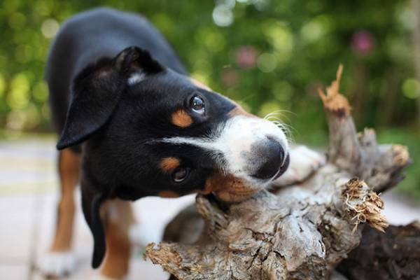 El perro de montaña Entlebucher leyó el artículo