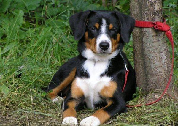 Mentiras del perro de montaña de Entlebucher