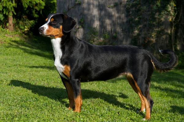 Descripción de la raza Entlebucher Mountain Dog
