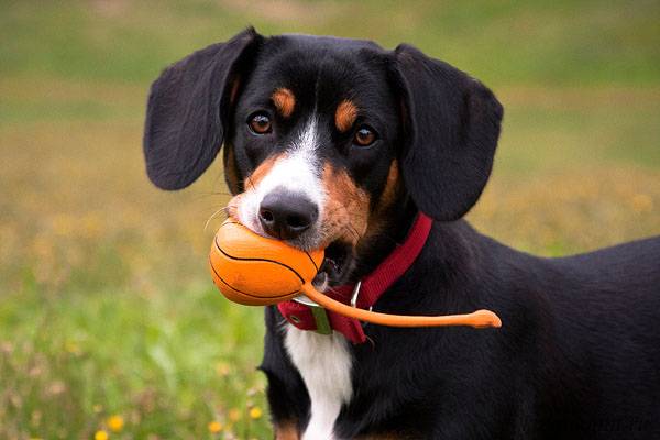 Entlebucher perro de montaña con la pelota