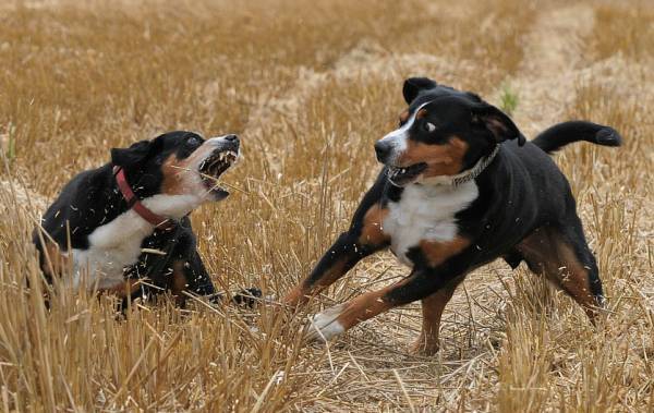 Juego de Entlebucher Sennenhundy