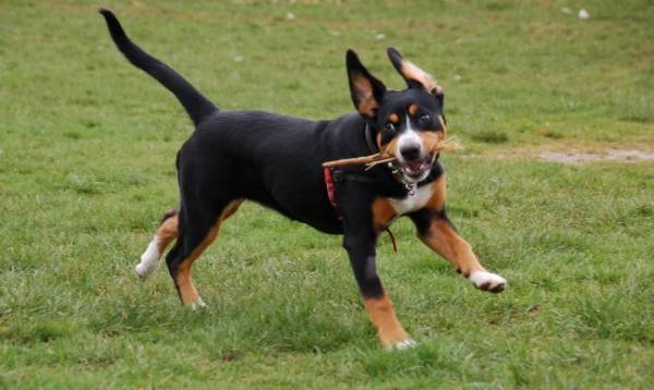 Entlebucher perro de montaña con un palo