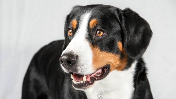 Hermoso perro de montaña Entlebucher