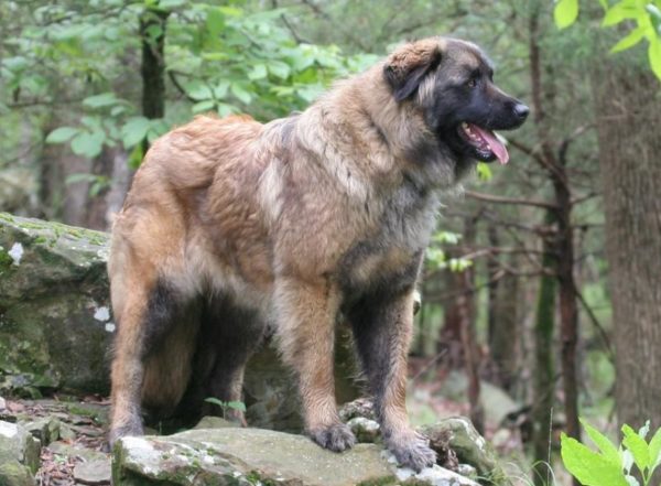 Estrel Shepherd Lee el artículo