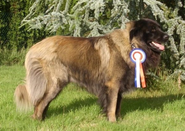 Perro Pastor Estrel con una recompensa