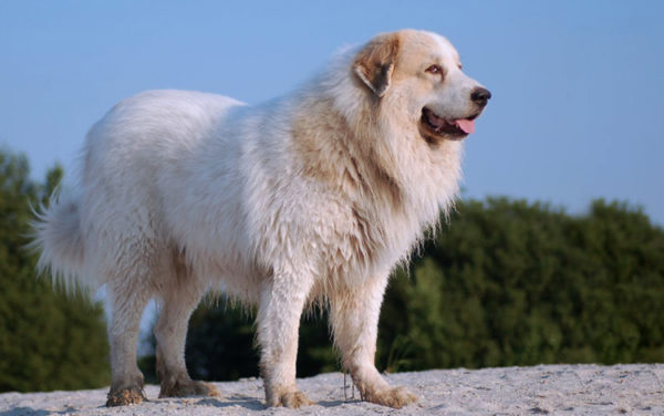 Soportes para perros Pastor Estrel