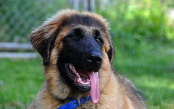 Estrel Shepherd Bozal