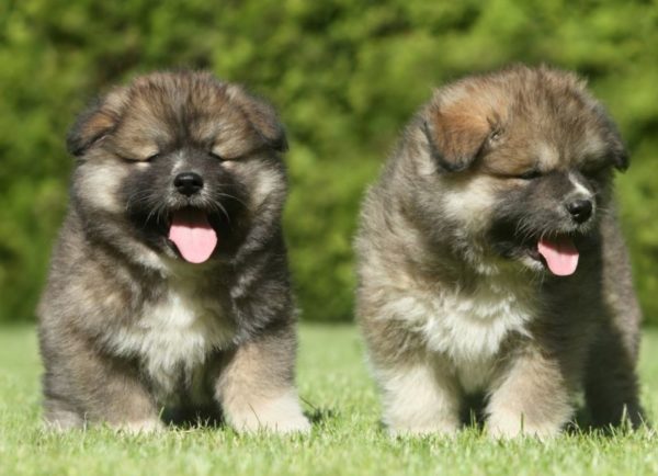 Cachorros de Pastor Estrel