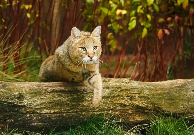 Muchos amantes de las mascotas seguramente querrán tener este gato raro en casa