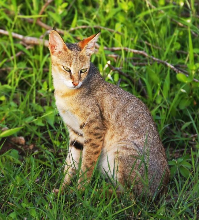 Lince de pantano - una de las razas de gatos más grandes