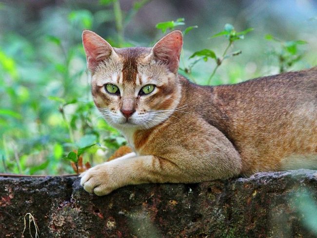 El gato de caña es un gran cazador