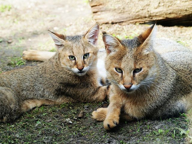 En casa, el gato de lámina es muy obediente y fácil de aprender