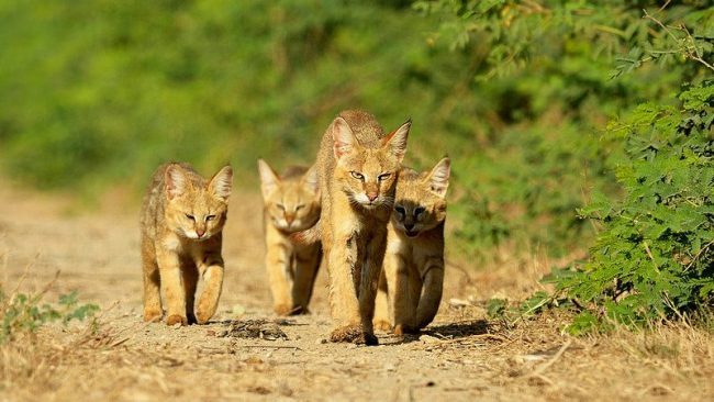 El gato Reed tiene una audición excelente gracias a sus orejas grandes