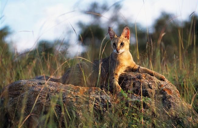 Los gatos Reed prefieren estar en habitaciones grandes y espaciosas