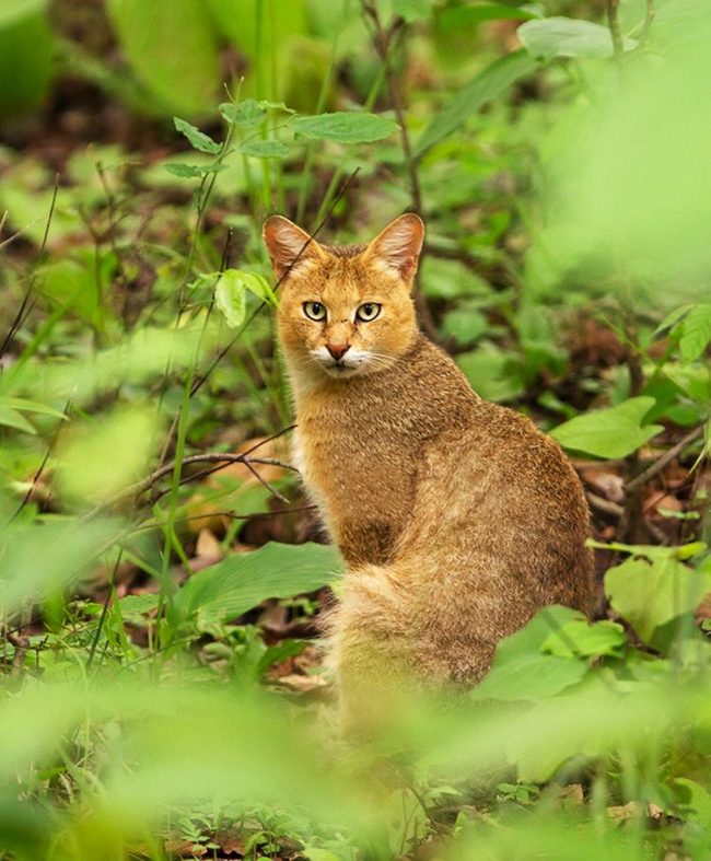 El gato de lengüeta, a diferencia de casi todos los demás representantes felinos, no teme en absoluto al agua