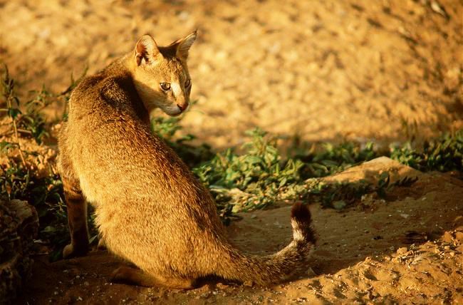 El gato de caña tiene un pelaje liso y brillante al sol