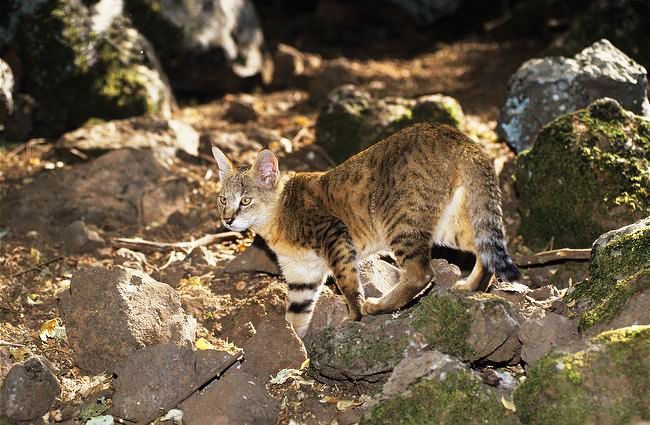 Incluso en los juegos, esta mascota se distingue por su postura real y demuestra una musculatura bien desarrollada