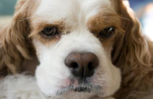 Glaucoma en perros: síntomas y tratamiento