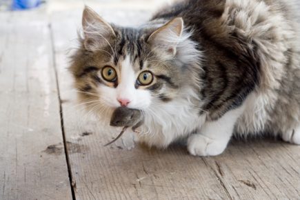 Gato con un ratón en la boca