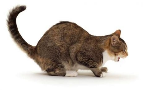 El gato está tosiendo