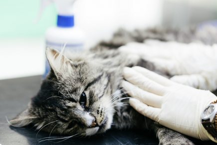 El gato está enfermo