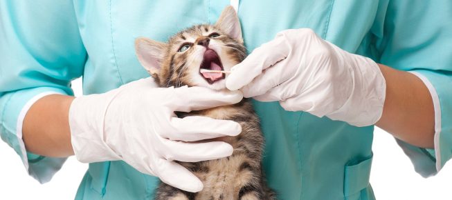 Gato en el veterinario