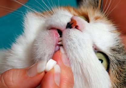 Pastillas de gusanos para gatos