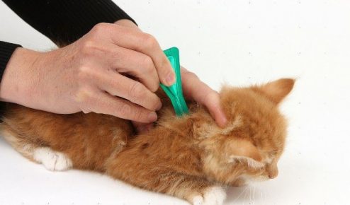 Gotas de gusanos para gatos