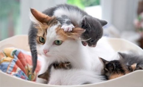 Gato con gatitos