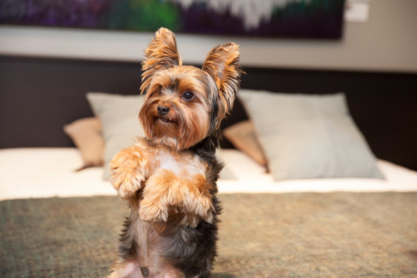 El personaje del Yorkshire Terrier leyó el artículo