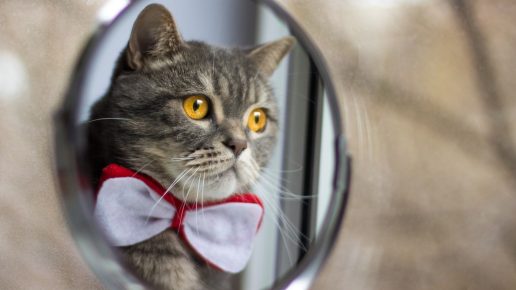 El gato en el espejo