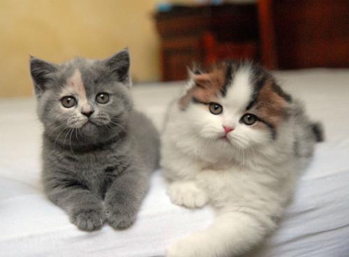 Nombres para gatos británicos niñas