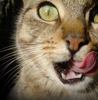 Datos interesantes y divertidos sobre gatos