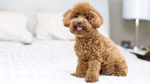 Como nombrar un caniche