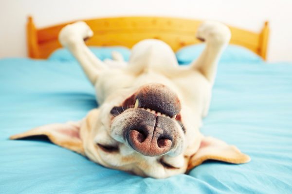 Cómo destetar a un perro para que duerma en la cama con el dueño