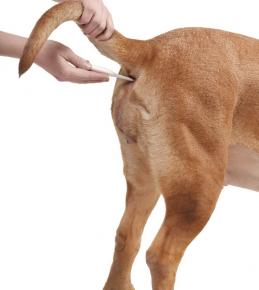 Medición de la temperatura corporal del perro