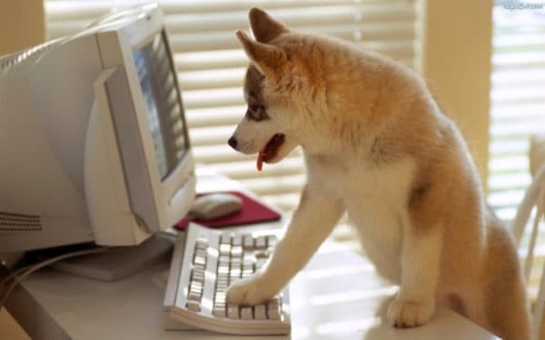 Cómo entrenar a un perro para que se quede en casa lee el artículo