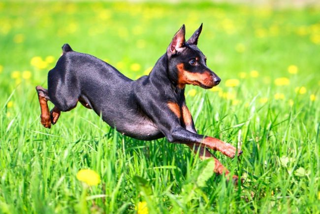 Pinscher enano (pinscher miniatura) se refiere a razas enanas de perros que se distinguen no solo por su gracia y elegancia externas, sino también por su disposición energética