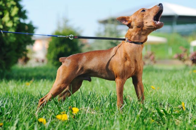 Pincher enano: tiene tendencia a la obesidad. En este sentido, es muy fácil entender que el cuerpo de un animal de cuatro patas requiere entrenamiento intensivo, entrenamiento y juegos activos durante toda la vida