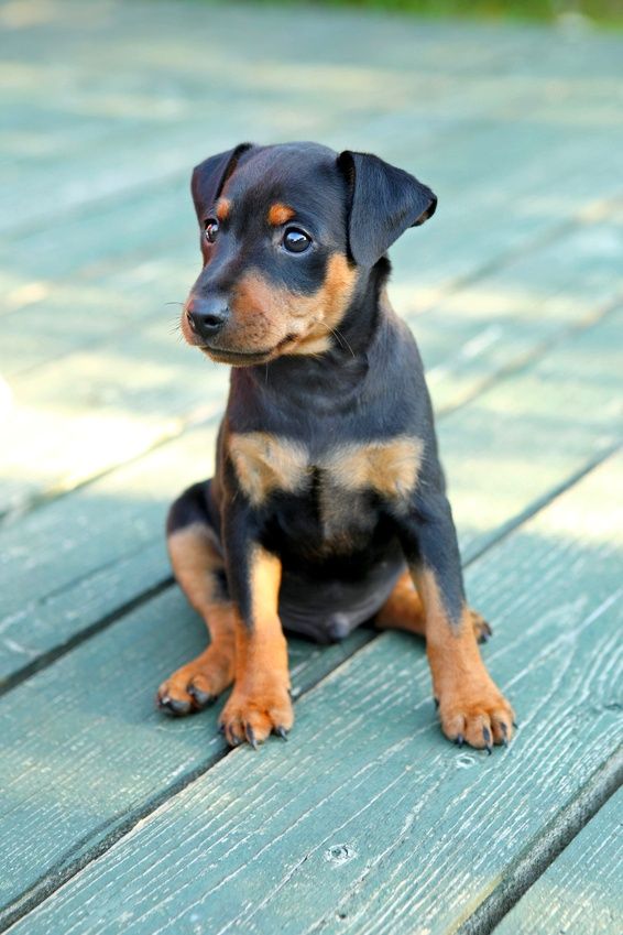 Los pinscher enanos son muy curiosos e independientes en las primeras etapas de la vida. Por lo tanto, deben ser atendidos constantemente