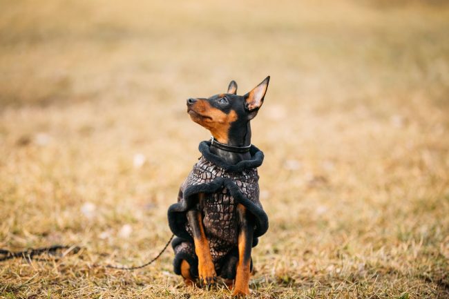 El pinscher enano no tolera el frío, por lo que debes abastecerte de algunos atuendos cálidos para tu mascota
