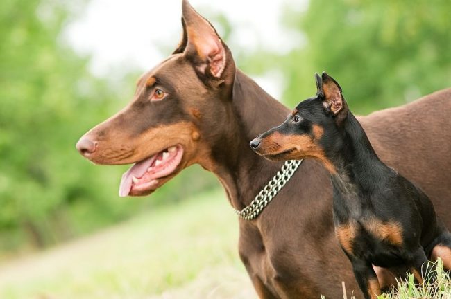 A pesar de las similitudes con el Doberman, el pincher enano no es un cachorro o una copia más pequeña, sino una raza independiente de pleno derecho