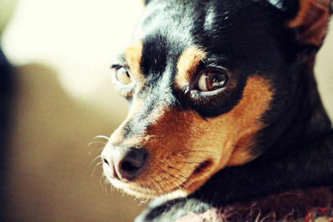 Los cachorros del pinscher enano ceden a la capacitación solo cuando comienzan a confiar completamente en su amo. Debes comenzar a trabajar con los niños gradualmente y con mucho cuidado para no sufrir un impacto negativo en la psique de un futuro miembro de la familia
